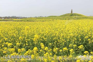 臨沂蘭陵國家農業公園-花海田園照片