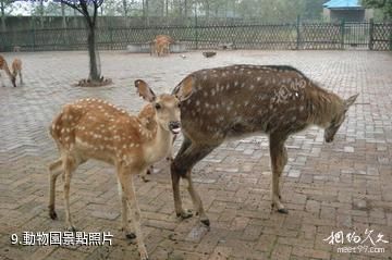 臨沂盛能遊樂園-動物園照片