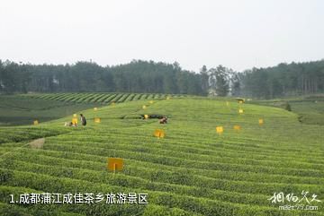 成都蒲江成佳茶乡旅游景区照片