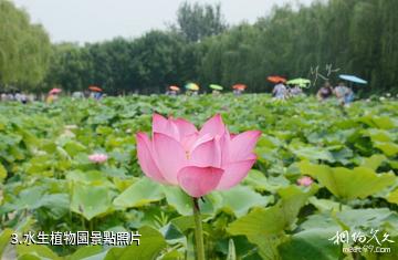 聊城植物園-水生植物園照片