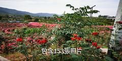墊江牡丹生態旅遊區驢友相冊
