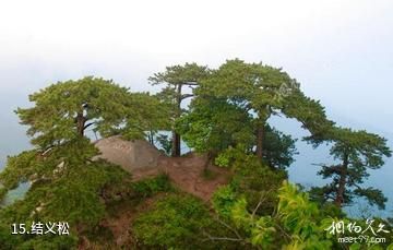 岳西妙道山风景区-结义松照片