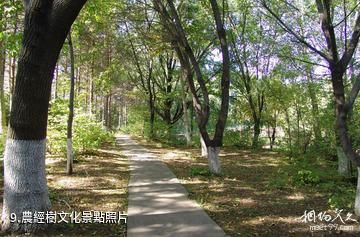 黑龍江農業經濟職業學院芍菊古苑景區-農經樹文化照片