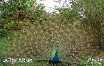 青島蔬菜科技示範園-琴鳥苑照片