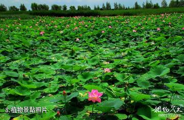 雙鴨山安邦河濕地公園-植物照片