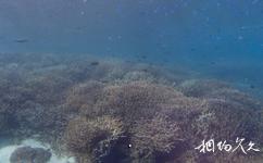 苍鹭岛海底风光旅游攻略之珊瑚丛