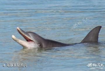 澳大利亞鯊魚灣-海豚照片