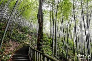 重庆永川茶山竹海旅游景区-竹海照片