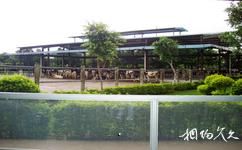 深圳光明農場大觀園旅遊攻略之奶牛示範及文化展示基地