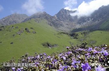 雅安東拉山大峽谷風景區-高山杜鵑照片