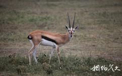 坦尚尼亞恩戈羅恩戈羅自然保護區旅遊攻略之湯氏瞪羚