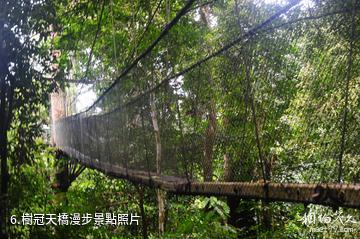馬來西亞姆祿國家公園-樹冠天橋漫步照片