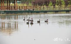 苏州太湖国家湿地公园旅游攻略之天鹅湖