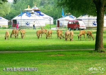 錫林郭勒盟賽汗塔拉旅遊娛樂園-野生動物園照片