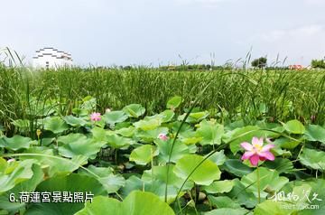 大慶黑魚湖生態景區-荷蓮宮照片