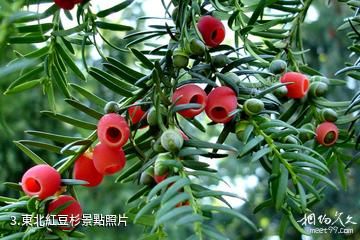 穆棱東北紅豆杉國家級自然保護區-東北紅豆杉照片