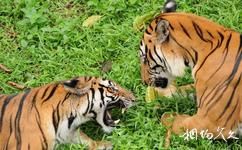 深圳野生动物园旅游攻略之猛兽谷
