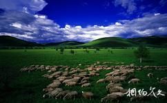 呼伦贝尔大草原旅游攻略之牛羊成群