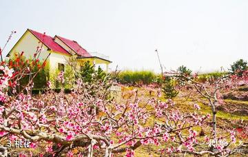 沂源汇泉桃花岛-桃花照片