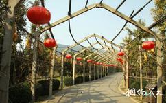 安徽禾泉农庄旅游攻略之绿色长廊