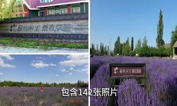 伊犁解忧公主薰衣草园驴友相册