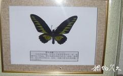 馬來西亞丁加奴州旅遊攻略之蝴蝶標本