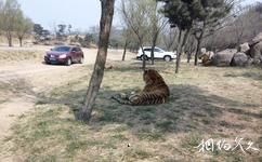 北京八达岭野生动物世界旅游攻略之自驾区