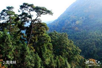 福建雄江黄楮林国家级自然保护区-黄楮林照片