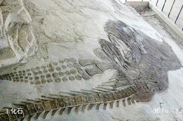 安顺关岭古生物化石群旅游景区-化石照片