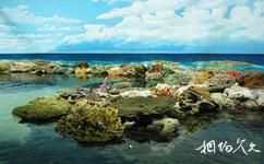 大堡礁旅游攻略之百态珊瑚