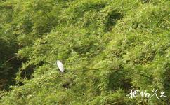 瀘州鳳凰湖旅遊攻略之水鳥