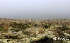 新西兰汤加里罗国家公园旅游攻略之苔藓