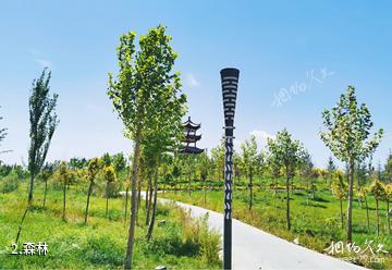 阿克苏凤泉河公园-森林照片