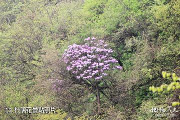 綿陽千佛山風景名勝區-杜鵑花照片