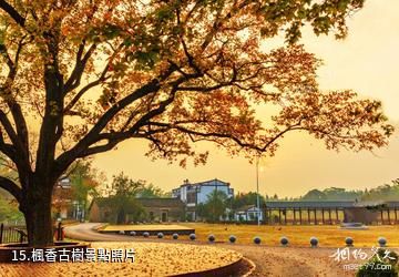 武漢黃陂木蘭花鄉景區-楓香古樹照片