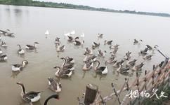 上海东滩湿地公园旅游攻略之水禽栖息地