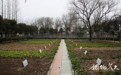 大丰上海知青纪念馆旅游攻略之野菜圃