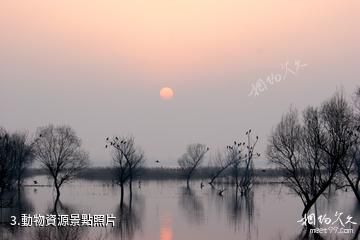 河南黃河濕地國家級自然保護區-動物資源照片