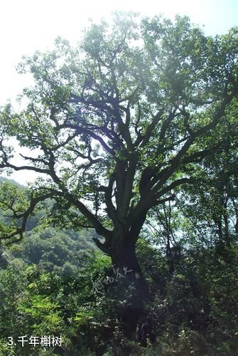 三门峡甘山国家森林公园-千年槲树照片