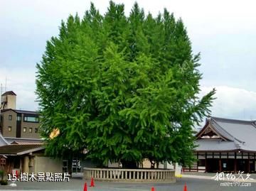 日本西本願寺-樹木照片