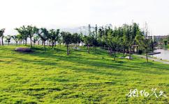 台州黄岩永宁公园旅游攻略之绿坡茂林