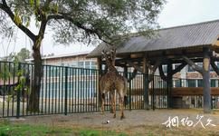 长春动植物公园旅游攻略之长颈鹿馆