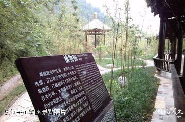 平昌駟馬水鄉旅遊區-竹子植物園照片