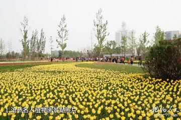 滄州名人植物園照片