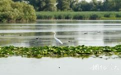羅馬尼亞多瑙河三角洲旅遊攻略之水鳥