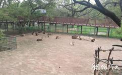 柳州动物园旅游攻略之食草动物放养区