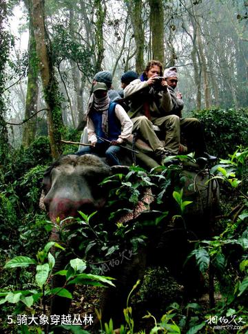 尼泊尔奇特旺国家森林公园-骑大象穿越丛林照片