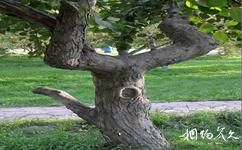 烏魯木齊植物園旅遊攻略之海棠樹
