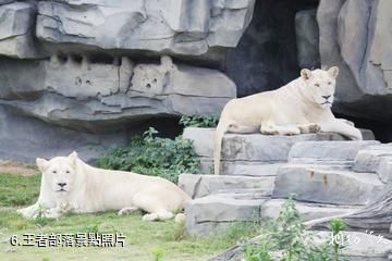 南通森林野生動物園-王者部落照片