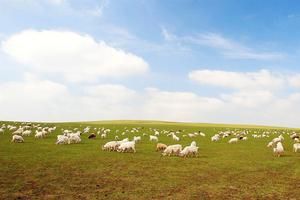 內蒙古通遼扎魯特旗旅遊攻略-烏日根塔拉農場景點排行榜